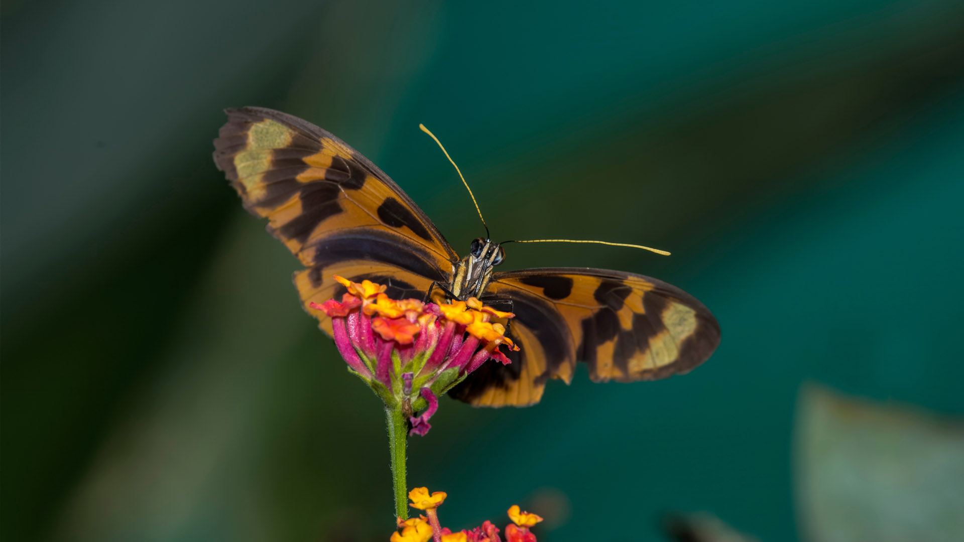 Schmetterling auf Manu