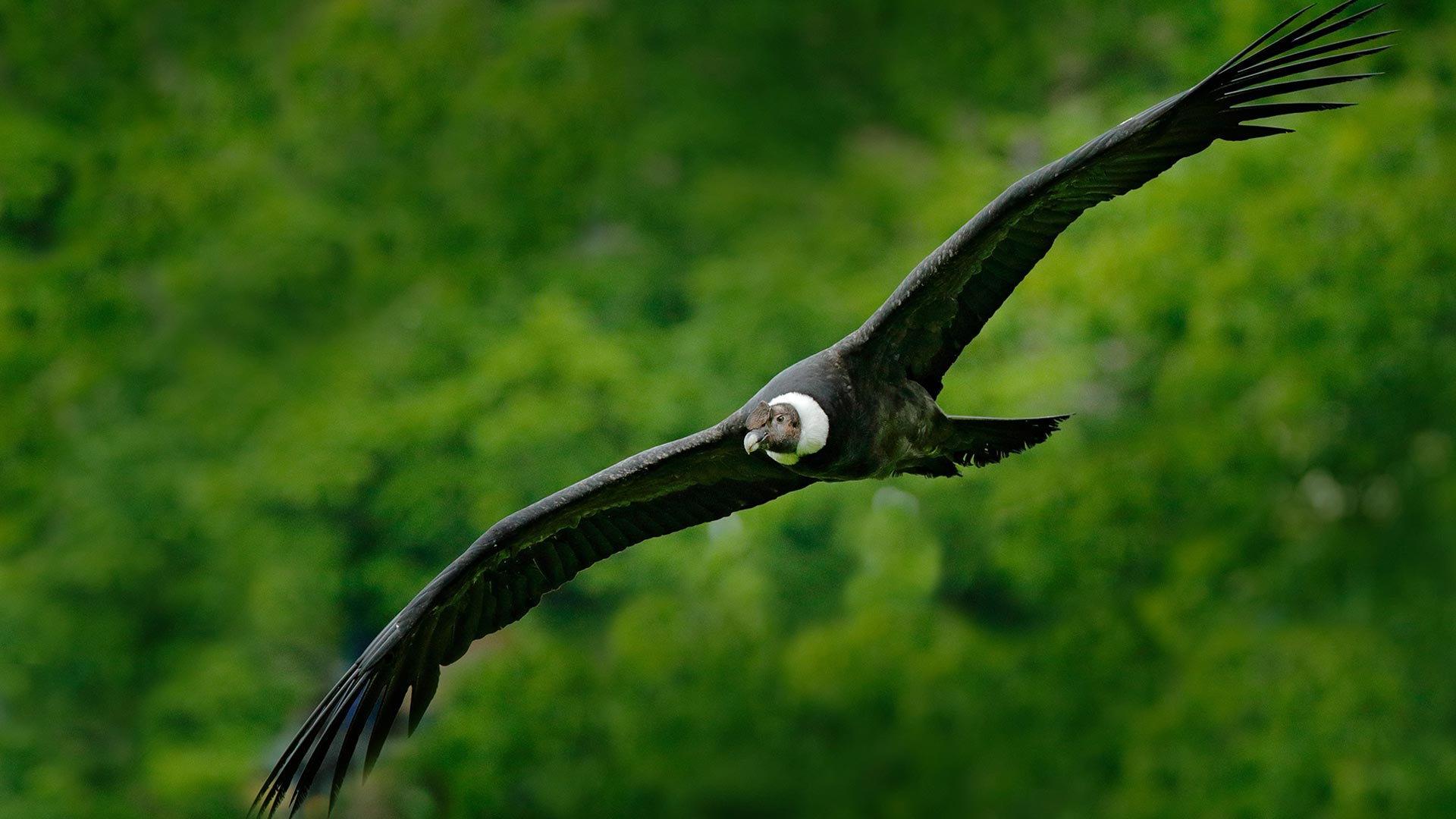 Andean Condor