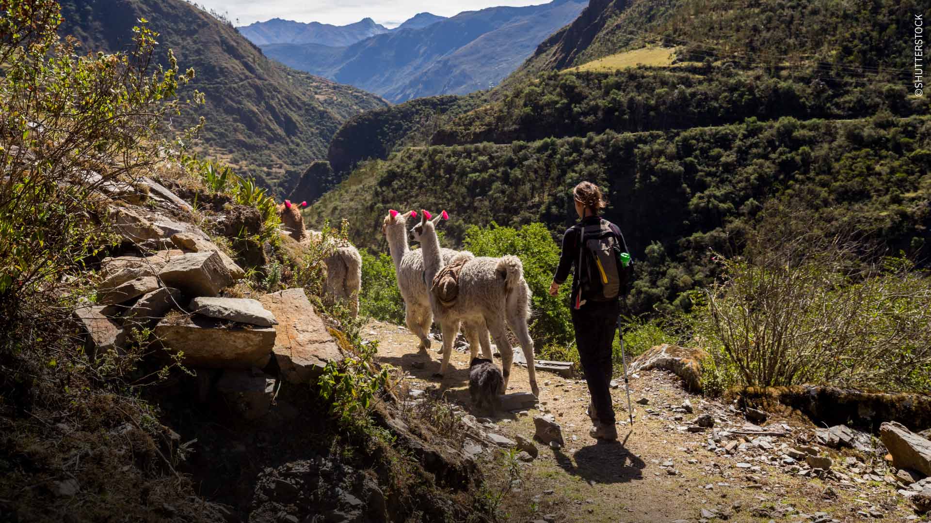 Llama trekking along the Lares route, Cusco.