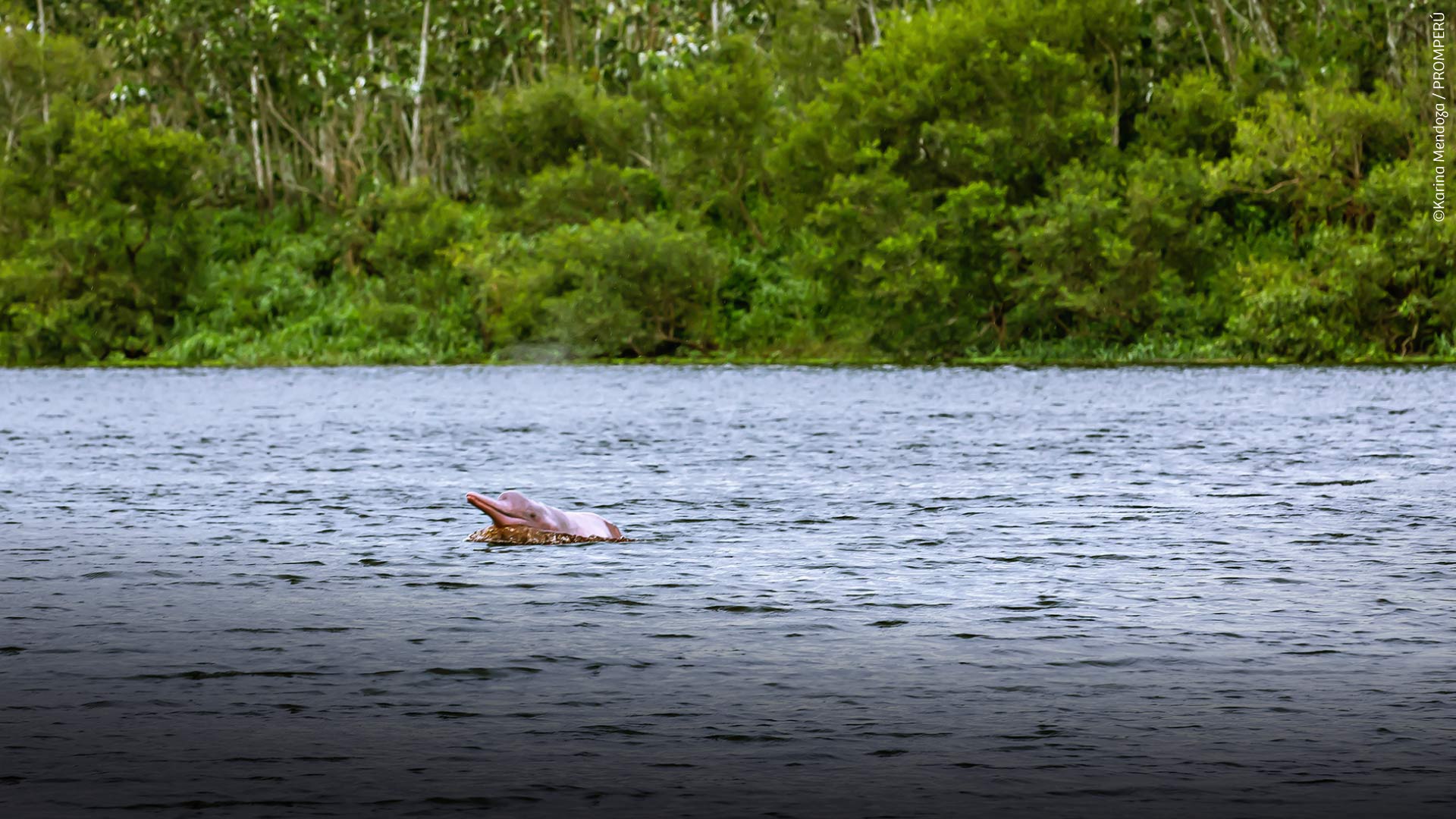 Amazon River Pink Dolphin