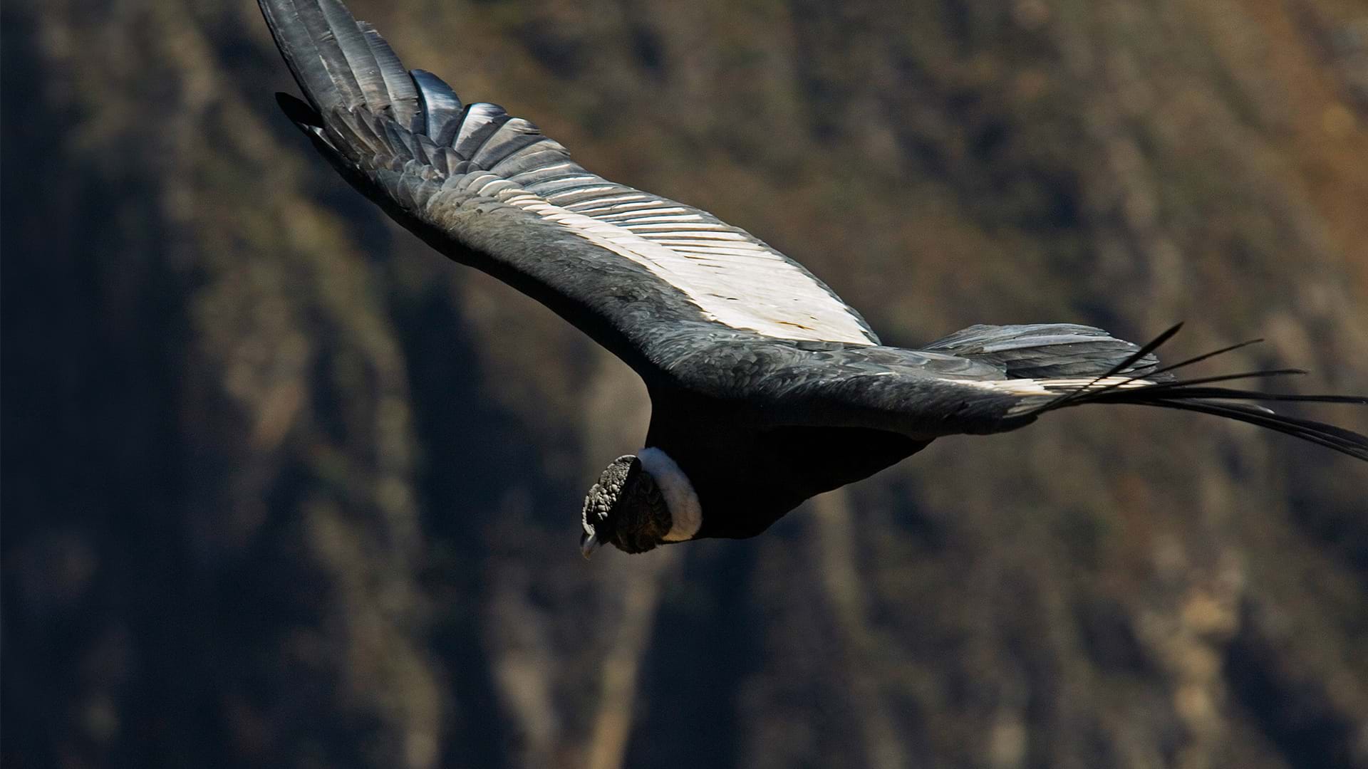Andean Condor, Arequipa
