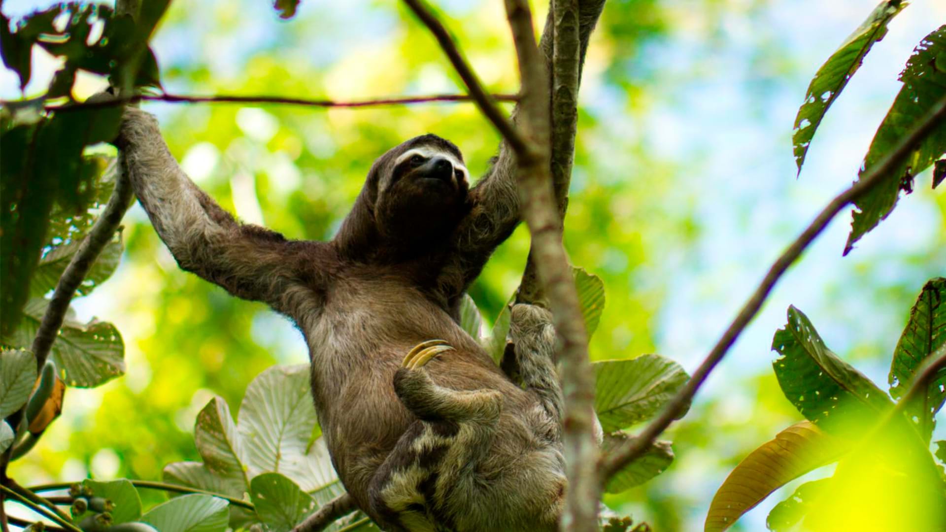 Sloth in Peru tropical forest, Pacaya Samiria Natural Reserve