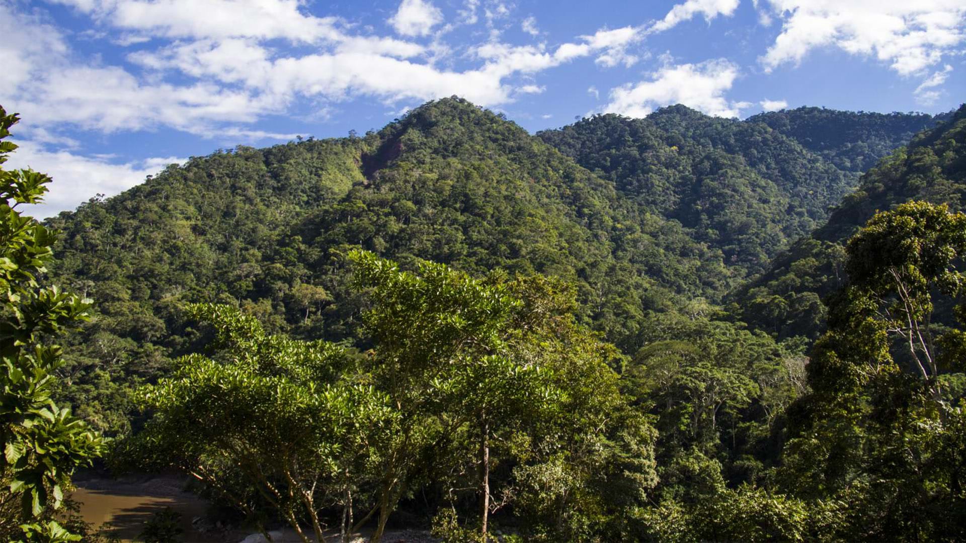 Parque Nacional Cordillera Azul, Ucayali