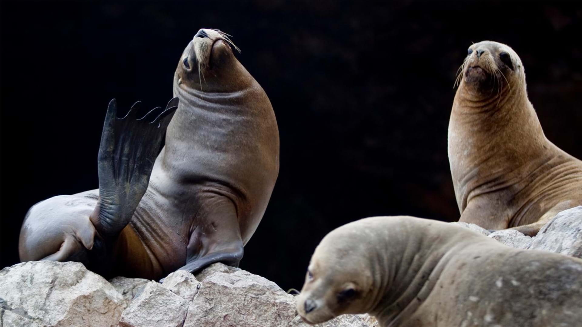 South American sea lions, Paracas National Reserve