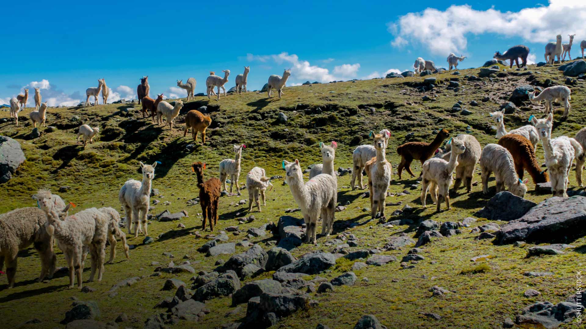 Grupo de alpacas y llamas en los andes peruanos.