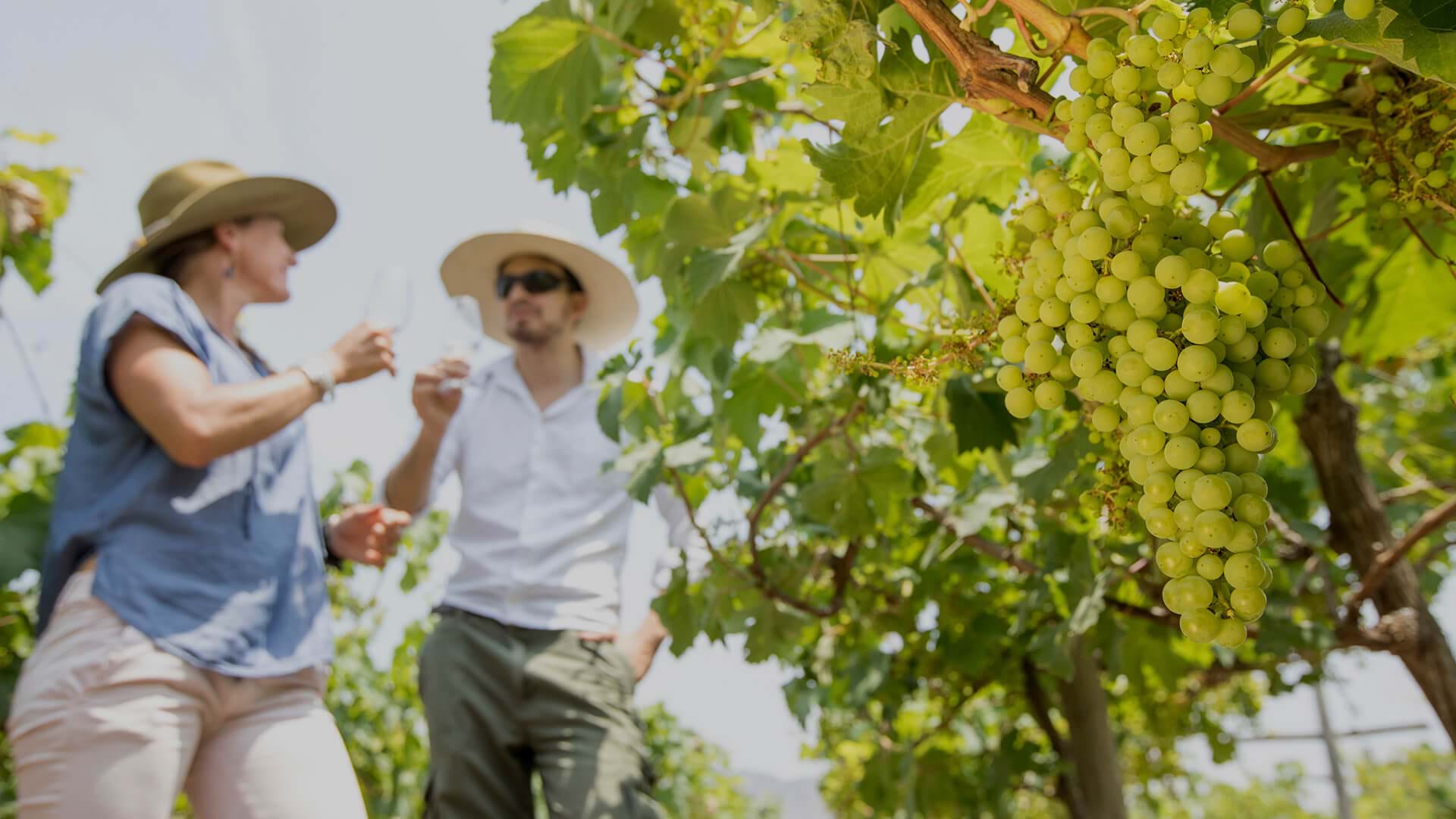 Peruvian winery, Ica