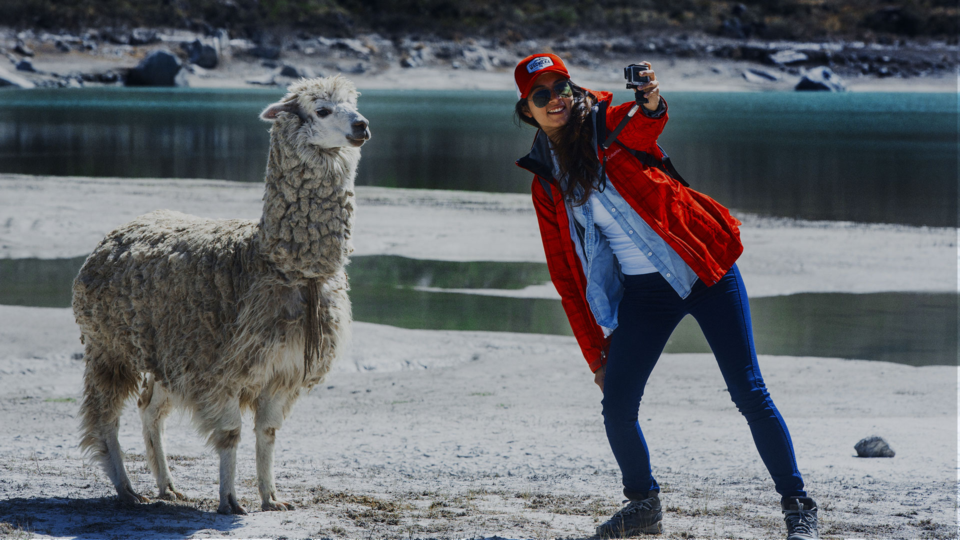 Alpacas at Queushu Lagoon in Yungay, Ancash