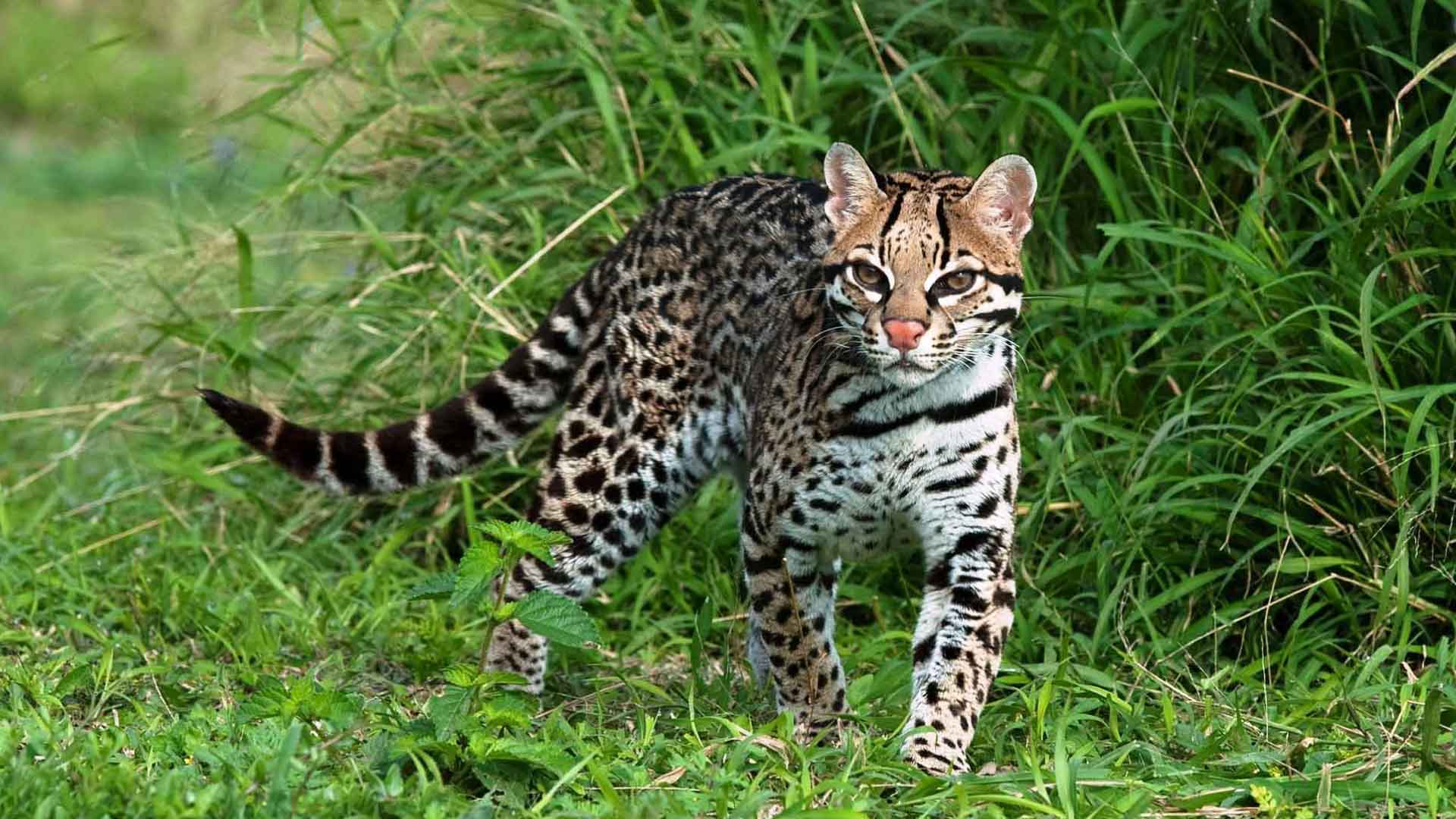 Ocelote ("Leopardus pardalis")