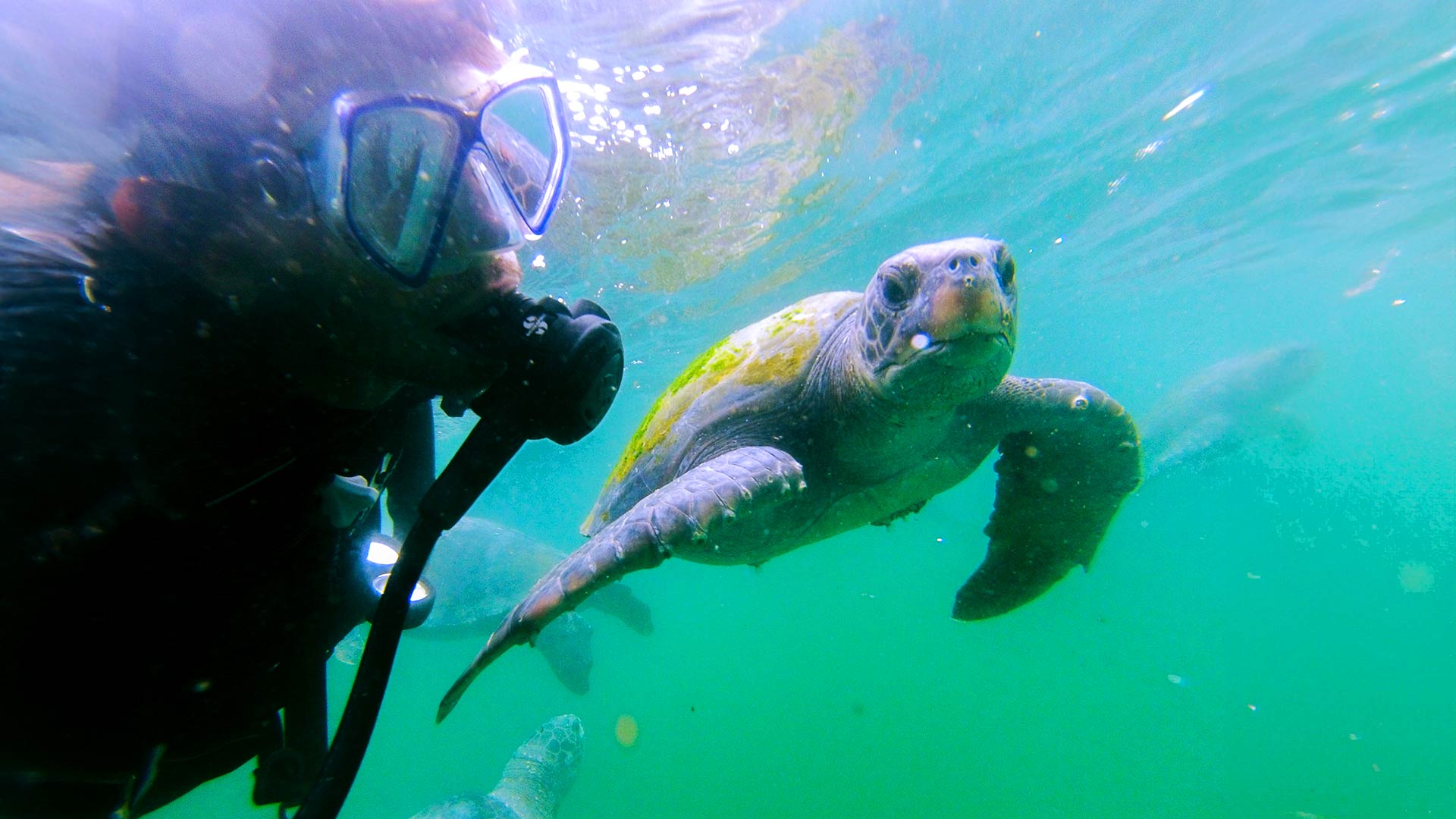 Buceo con tortugas marinas en la playa El Ñuro