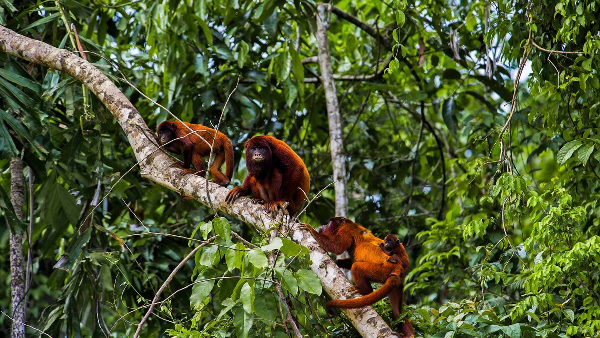 Mono coto aullador rojo en el Parque Nacional del Manu