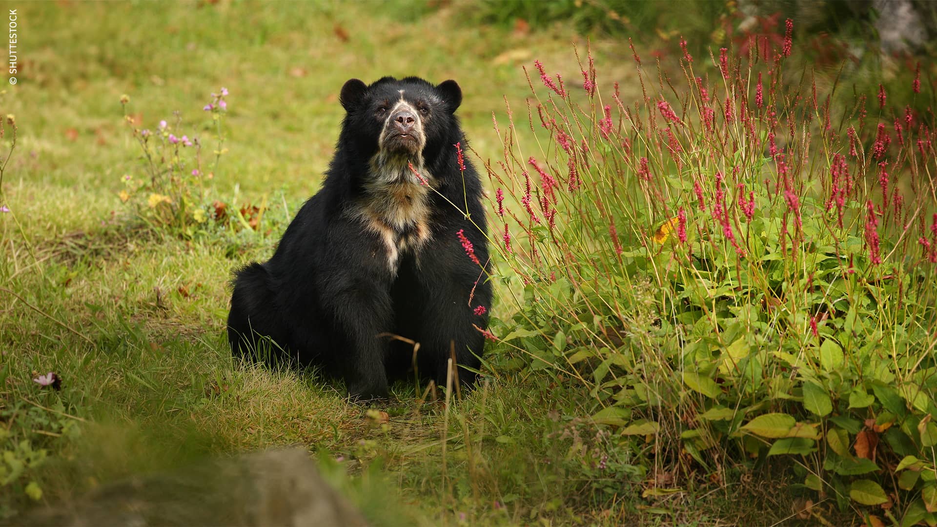 Oso andino