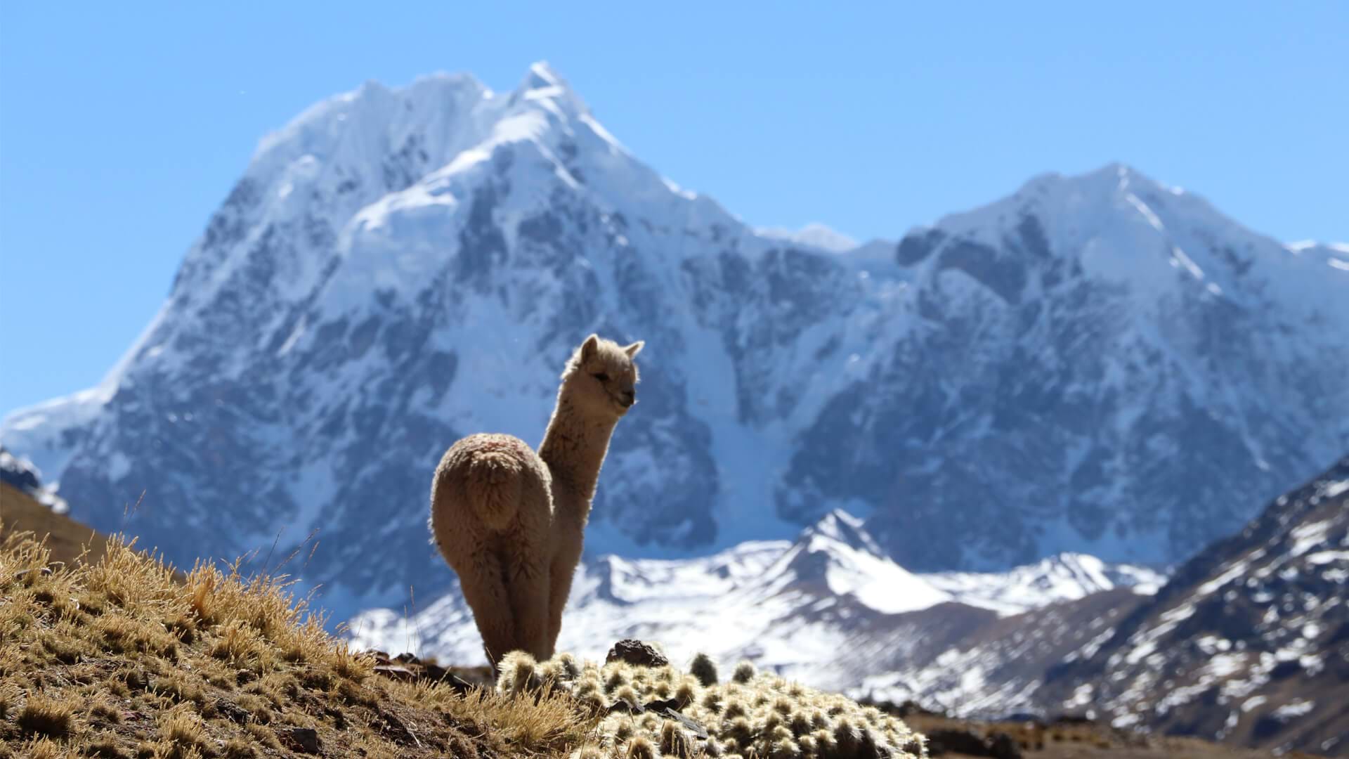 Llama en Ausangate