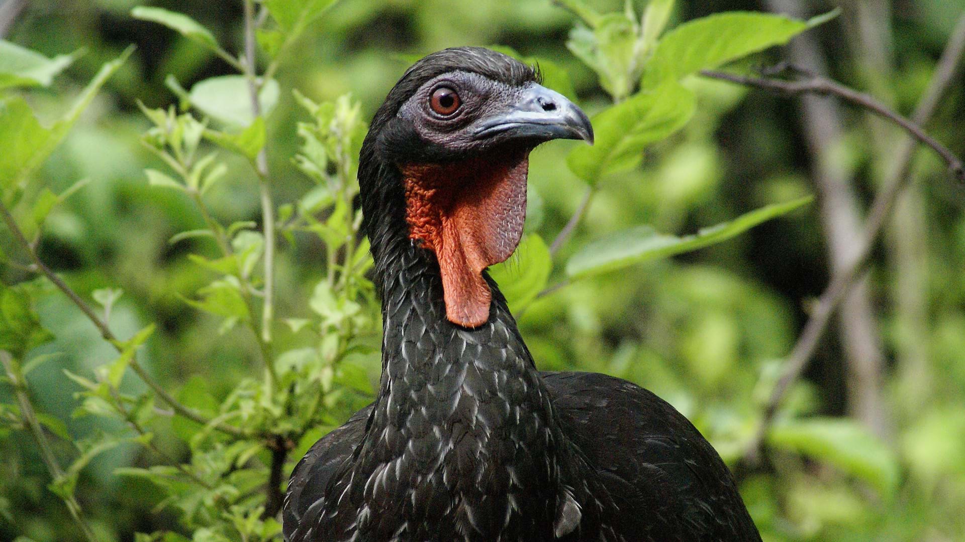Pava aliblanca, Laquipampa