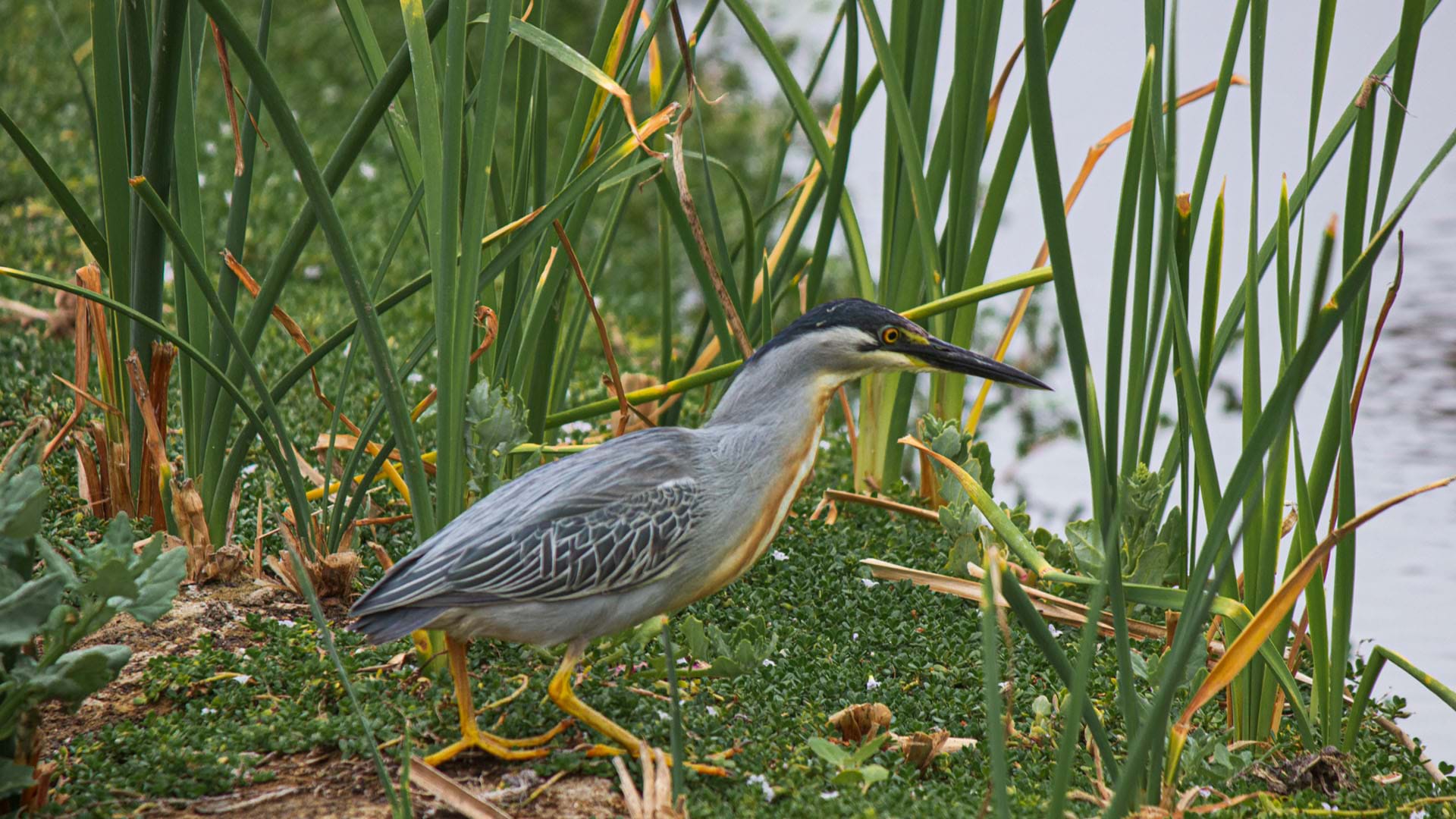Garza Estriada