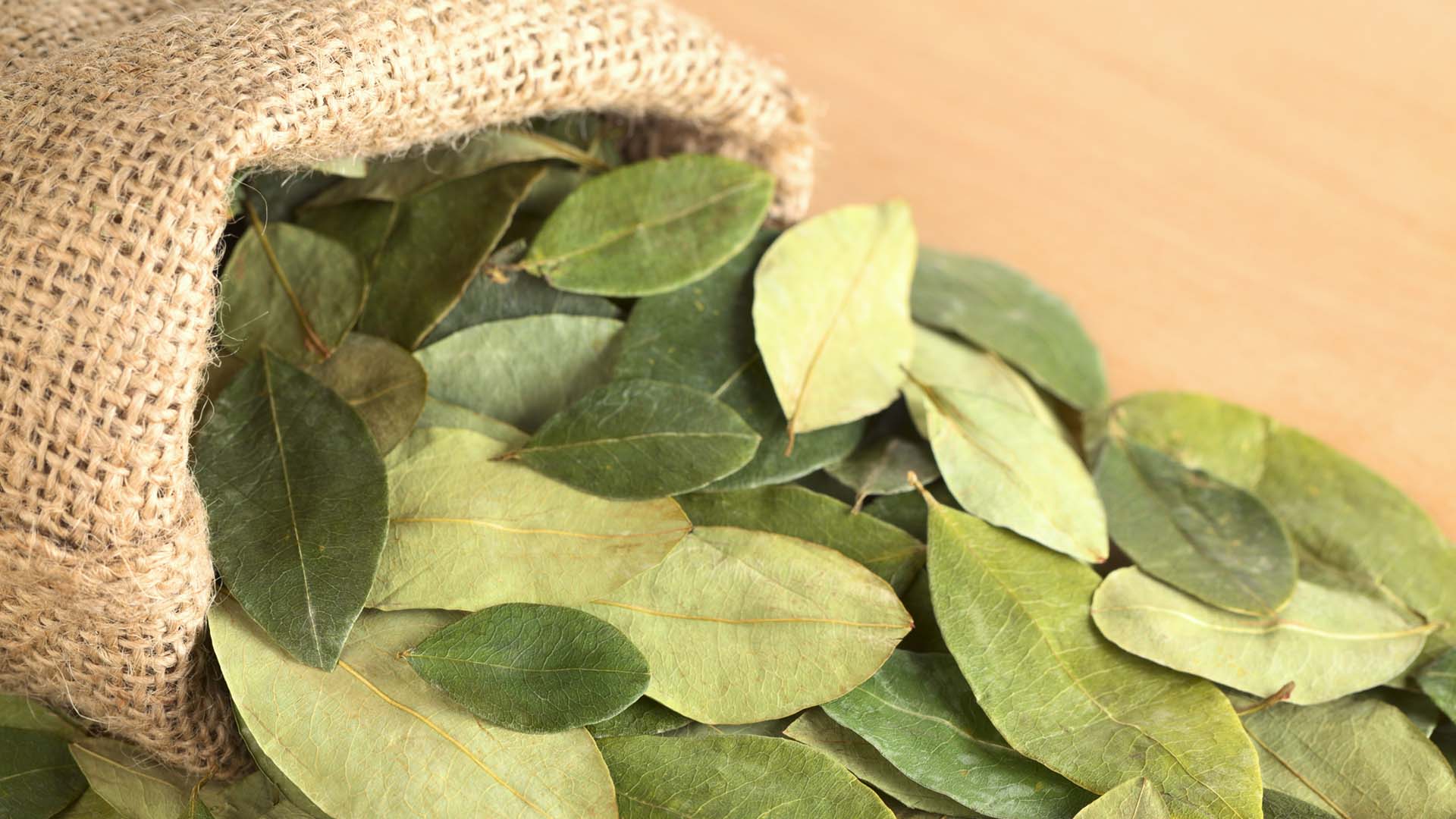 Hoja de coca