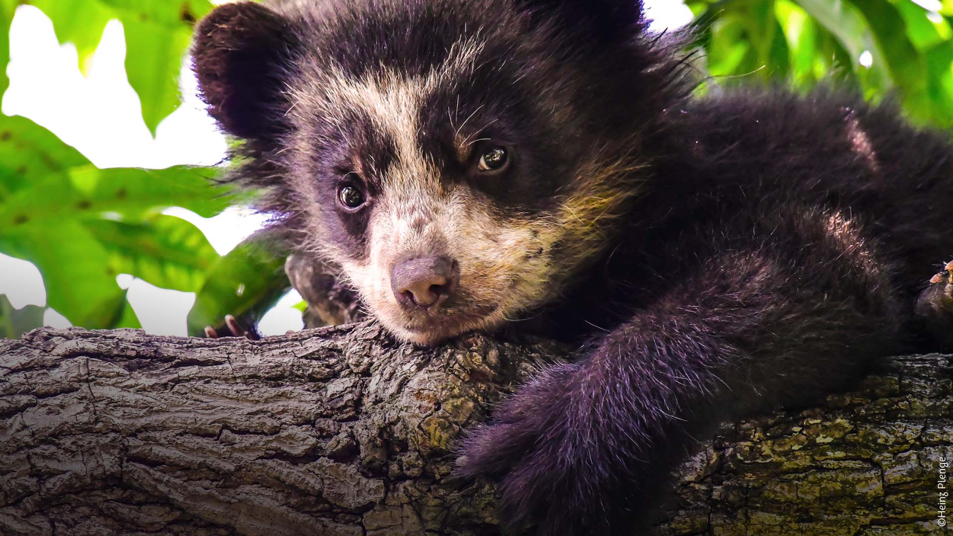 Pequeño oso de anteojos. /