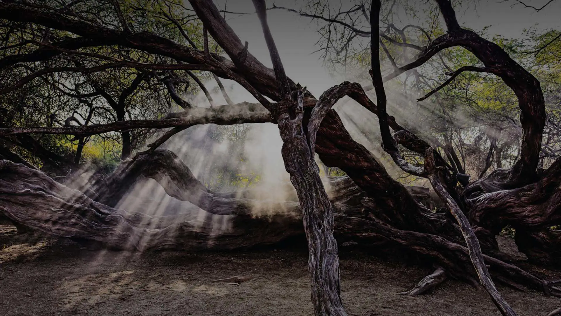 Árbol milenario en los Bosques de Pómac, Lambayeque