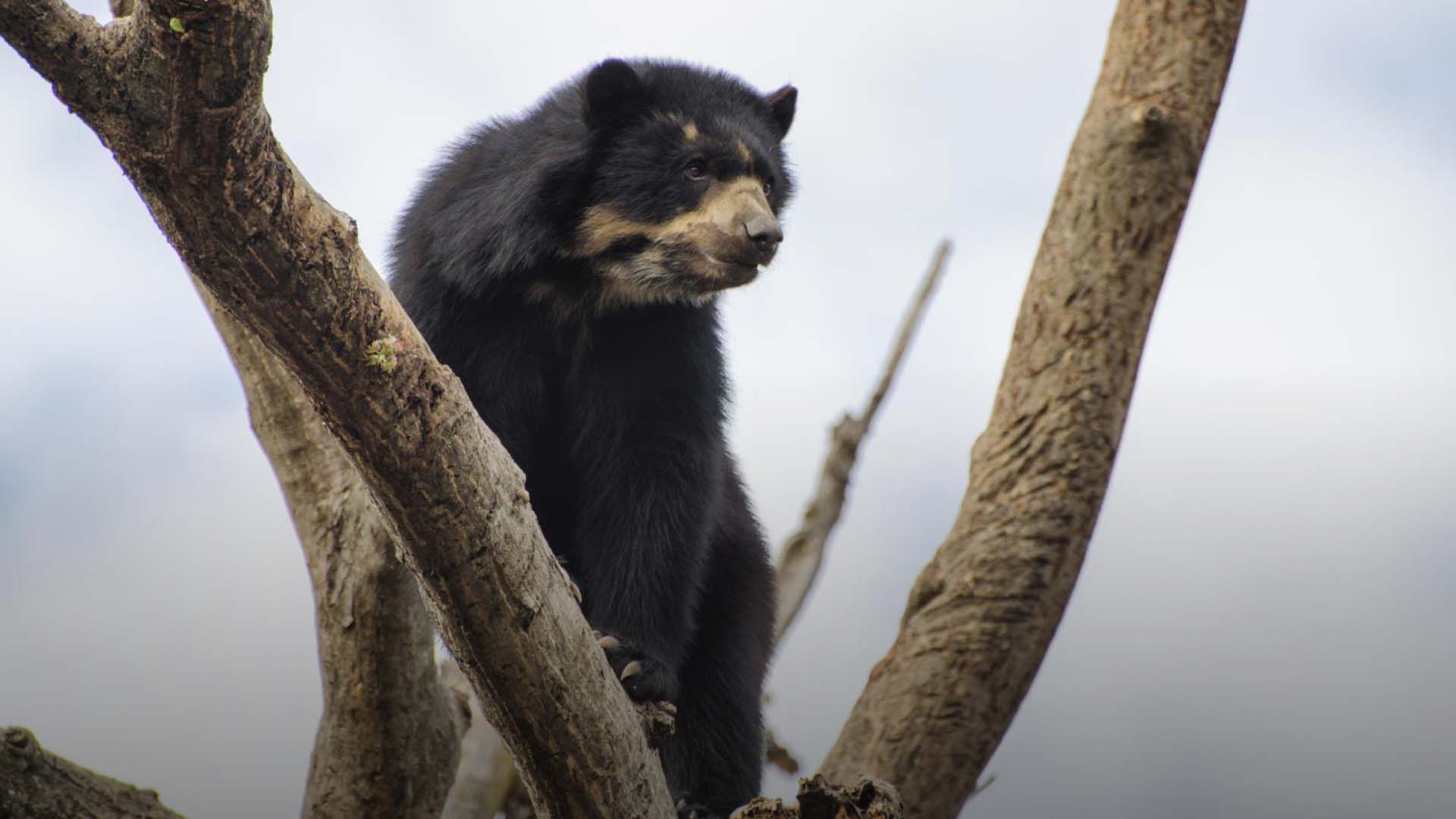Oso Andino, Área de conservación privada Chaparrí