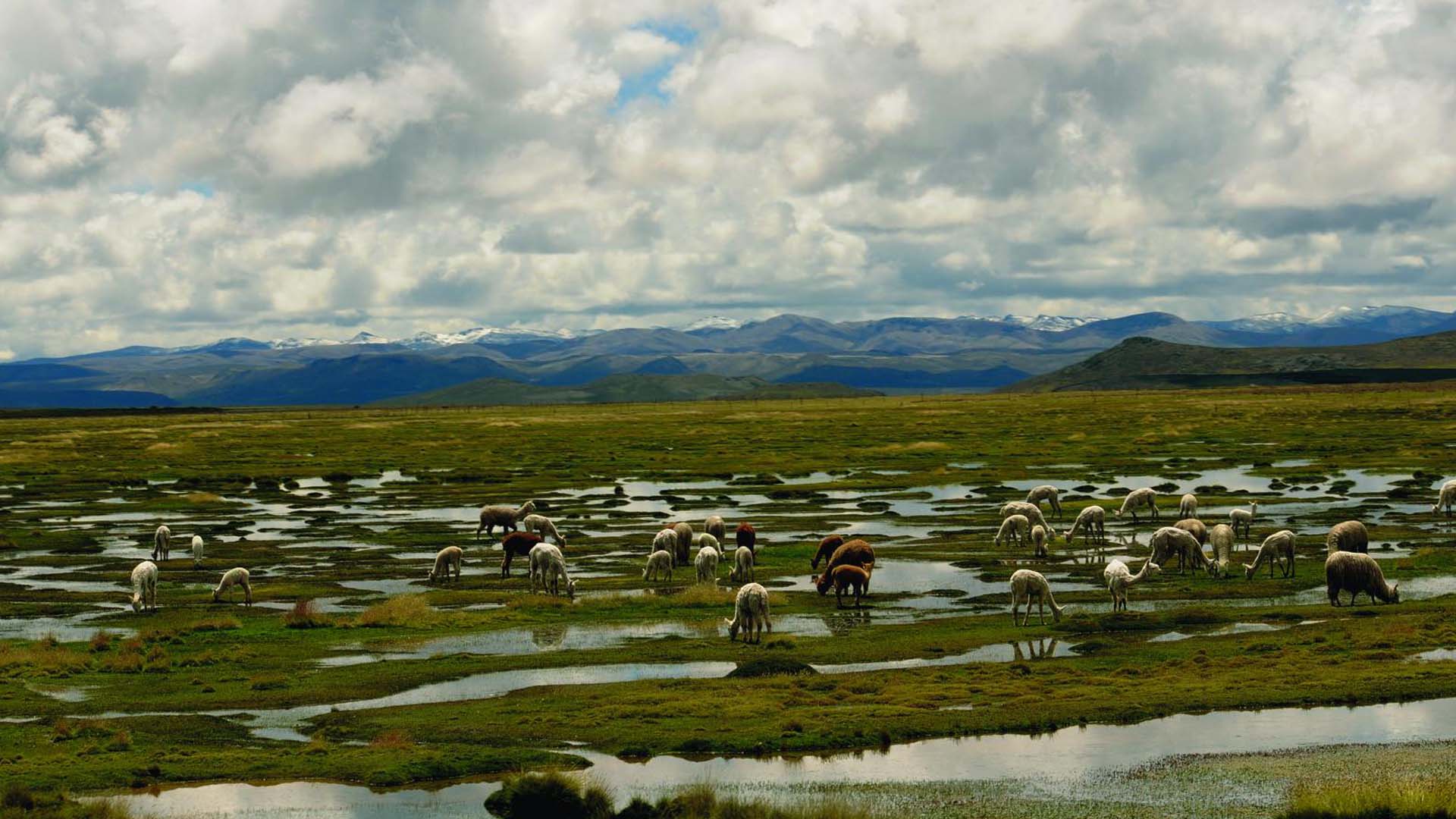 Reserva Nacional Salinas y Aguada Blanca