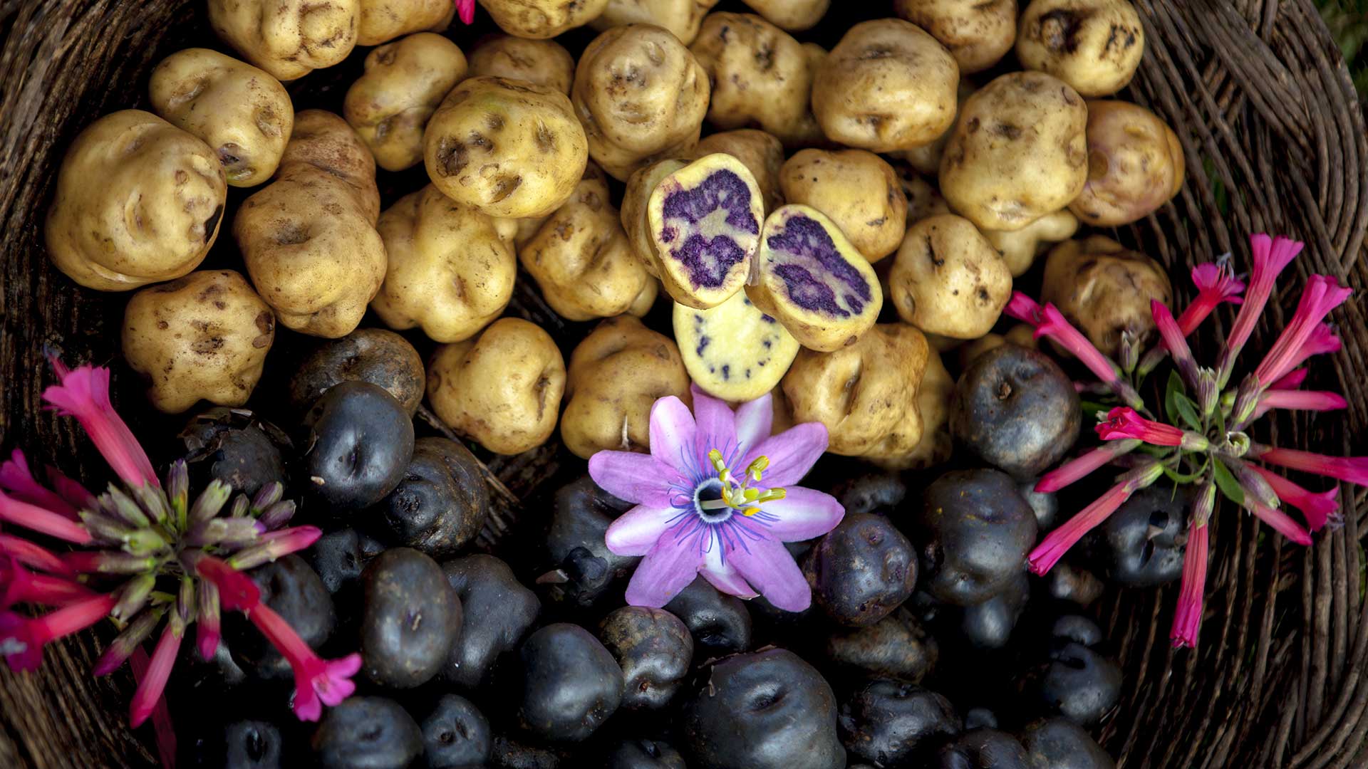 Cosecha de papas nativas en el distrito de Condorcocha.