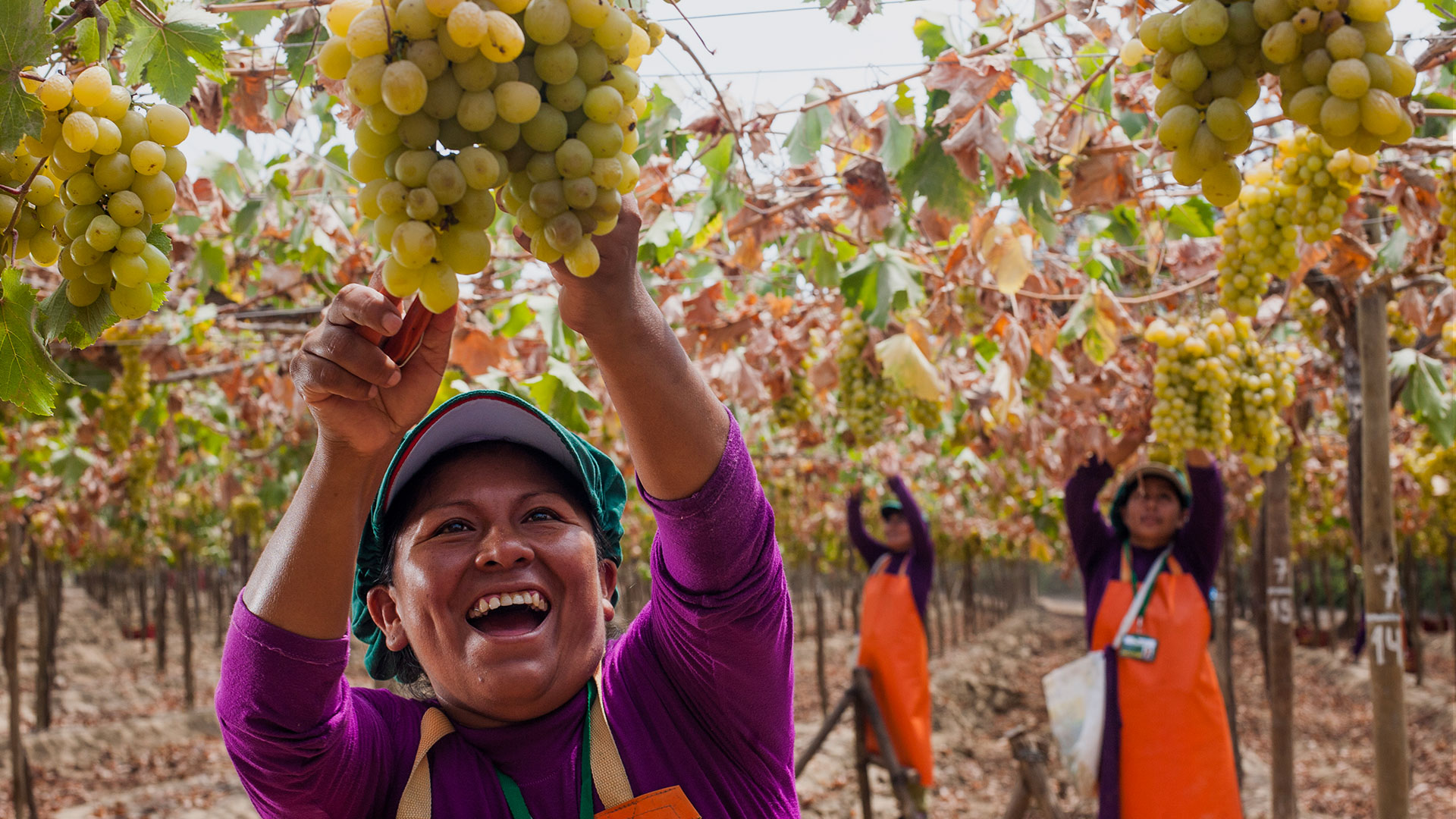 Festival international des vendanges d’Ica : un hommage au raisin national