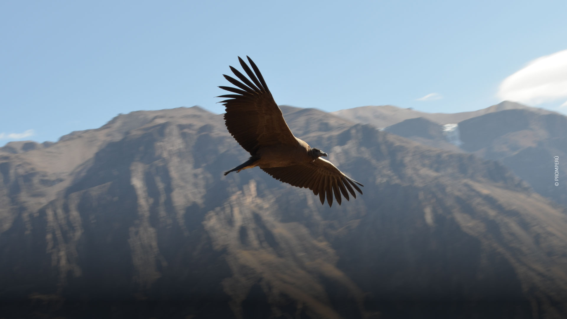 Volo del condor andino. © PROMPERÚ
