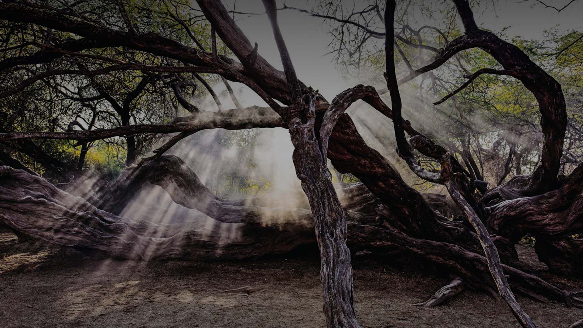 Árvore milenar nos Bosques de Pómac, Lambayeque