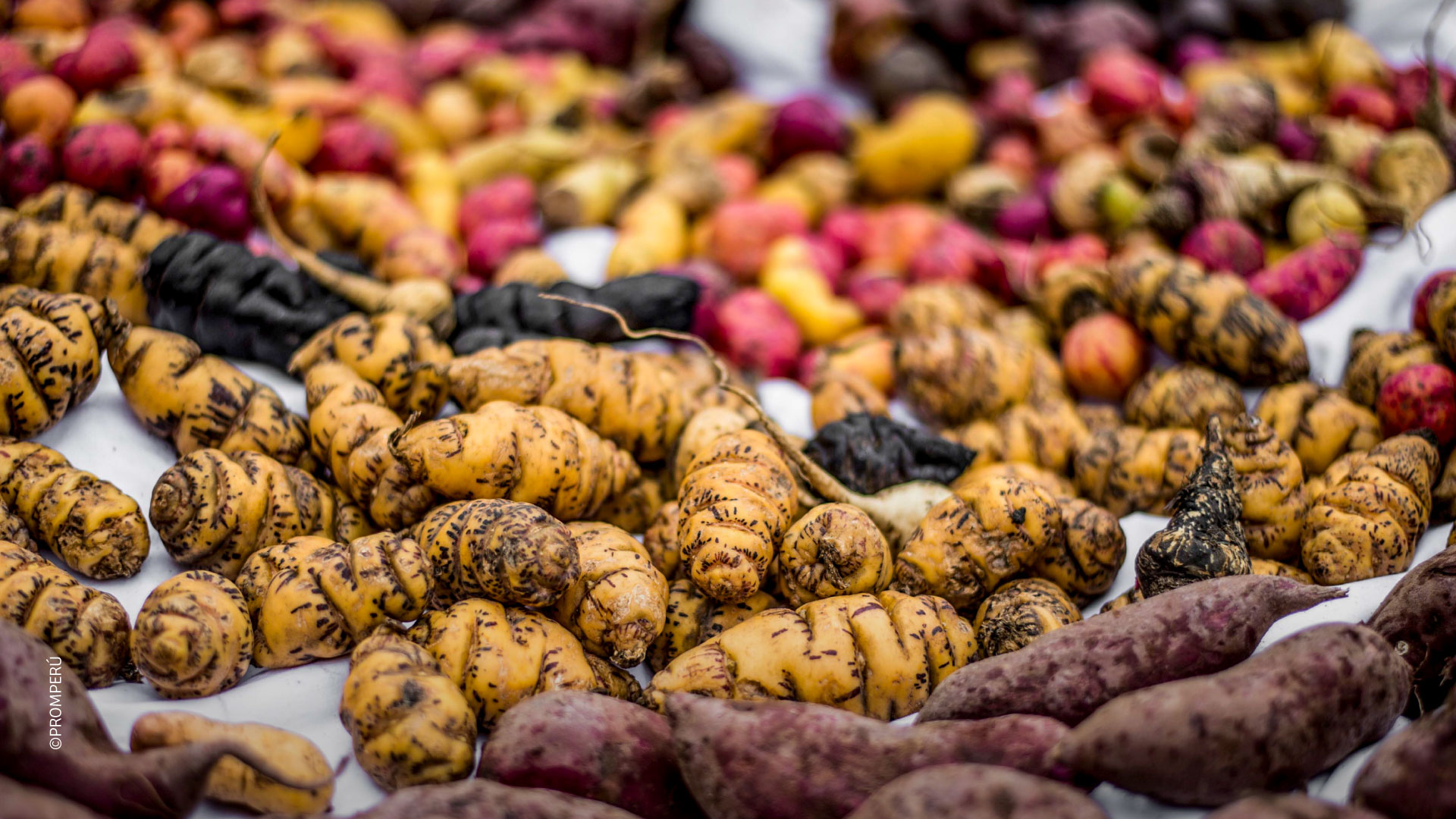 Variedade de batatas nativas do Peru