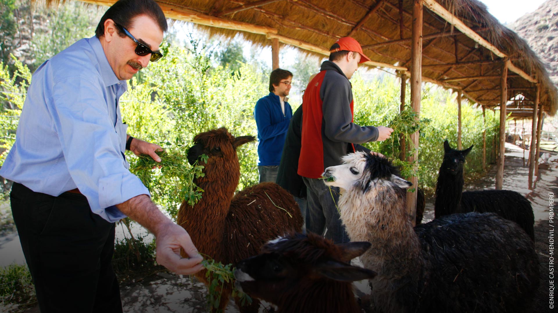 Turistas e alpacas em Awana Kancha, Cusco. / © PROMPERÚ