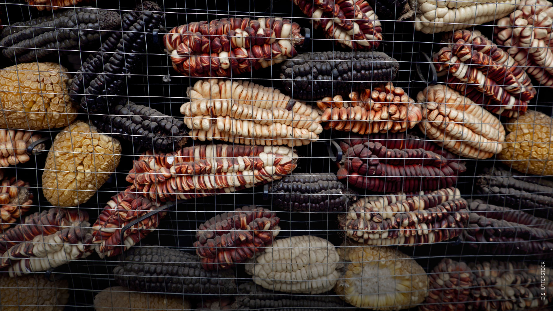 Variedades de milho peruano / ©SHUTTERSTOCK