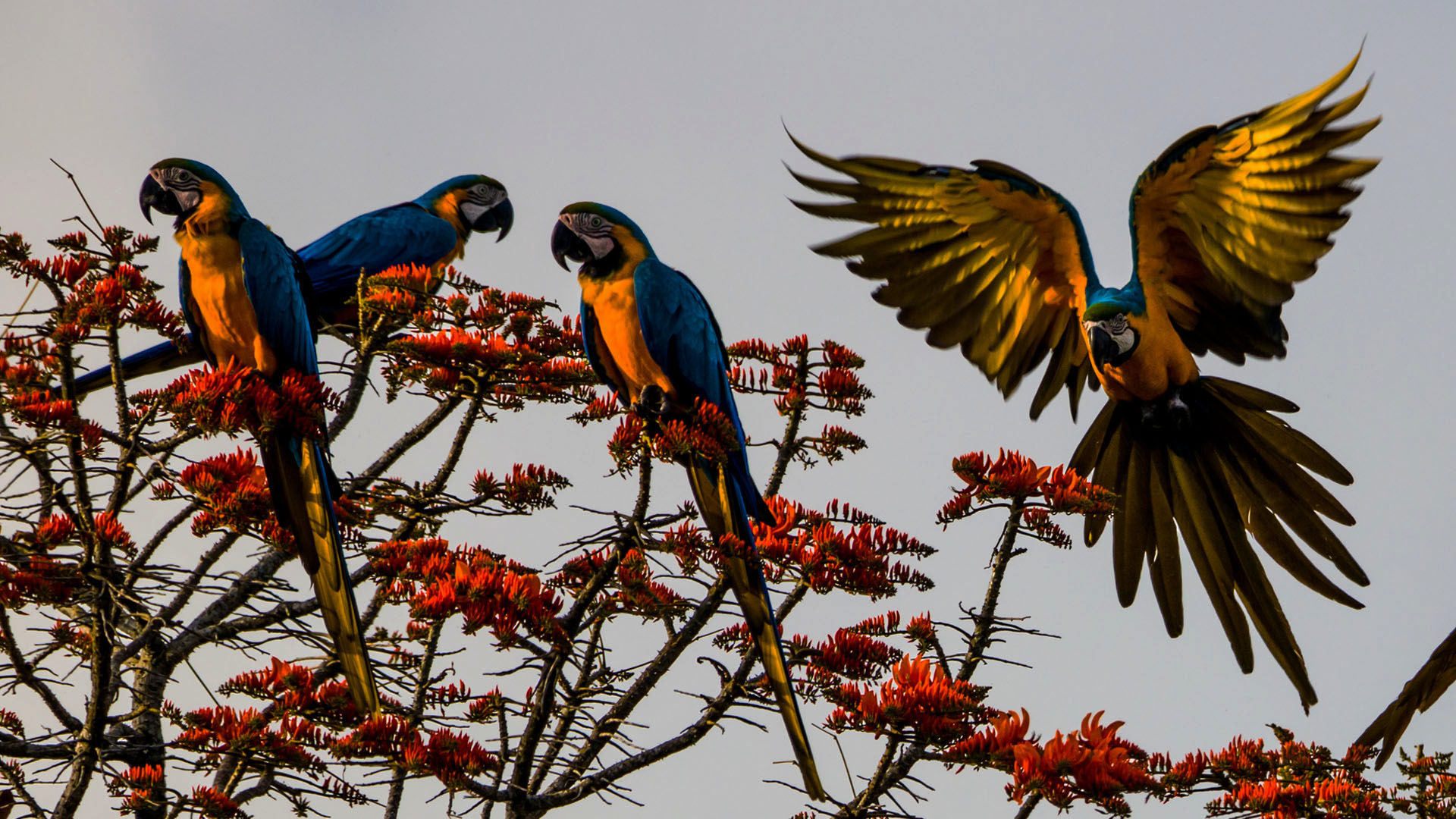 Macaws
