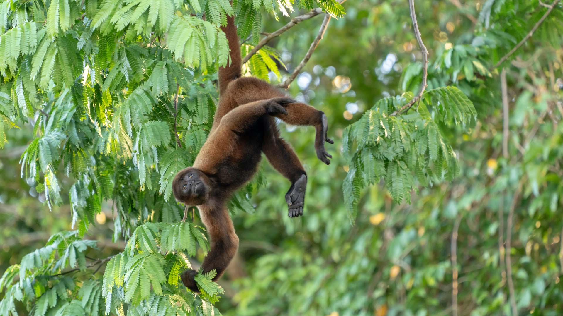 Humboldt woolly monkey in Pacaya Samiria Reserve