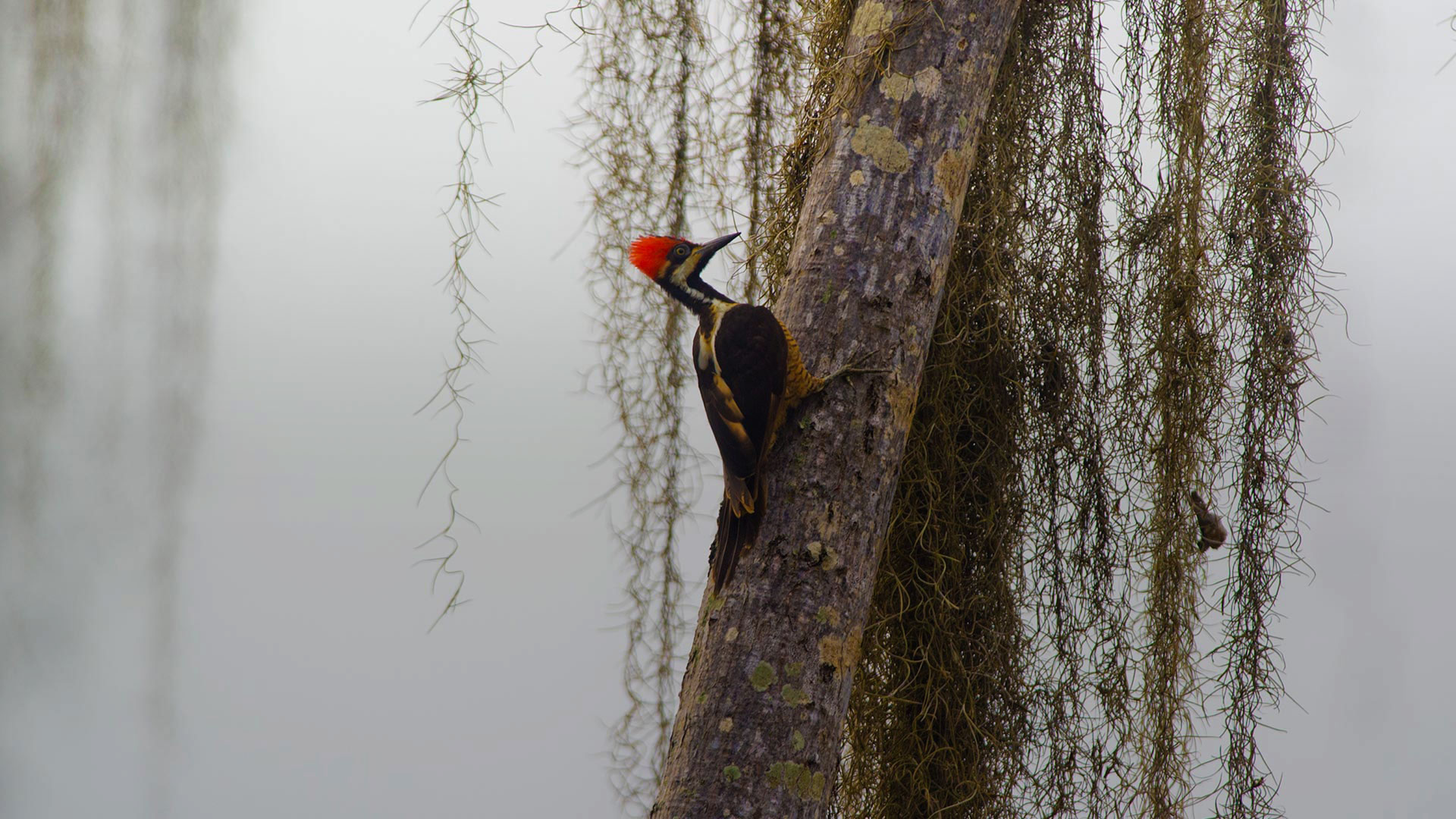 Duck, duck sighting, Cerros de Amotape