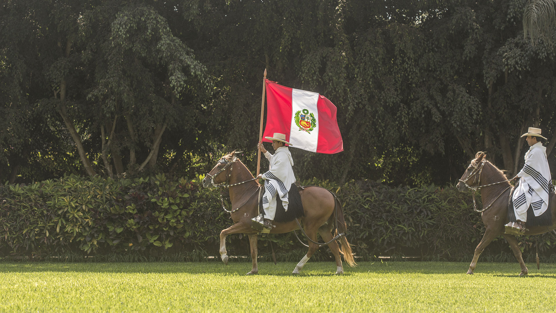 Caballo de paso, Lima