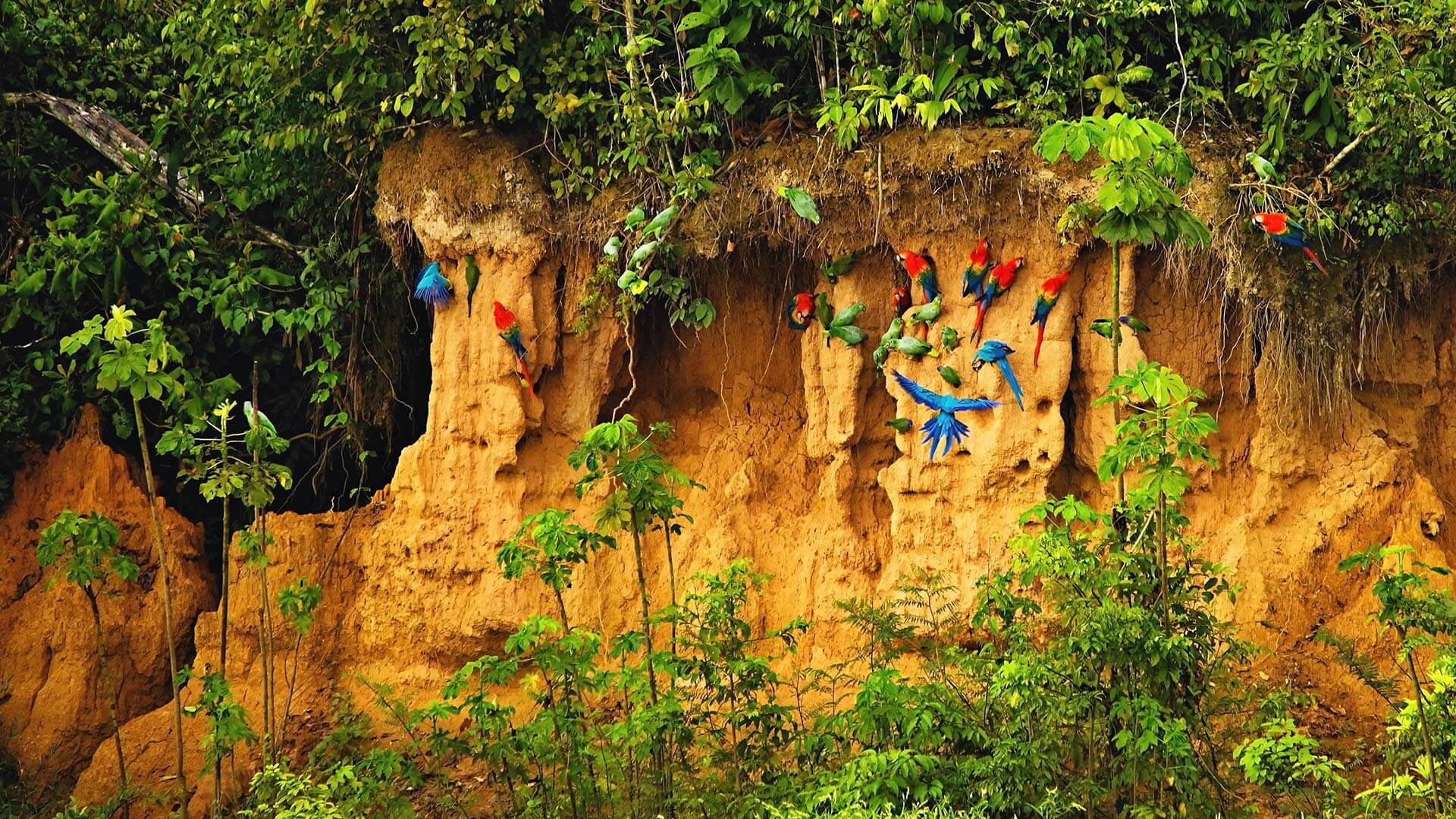 Manadas de loros en el lado arcilla del río Tambopata