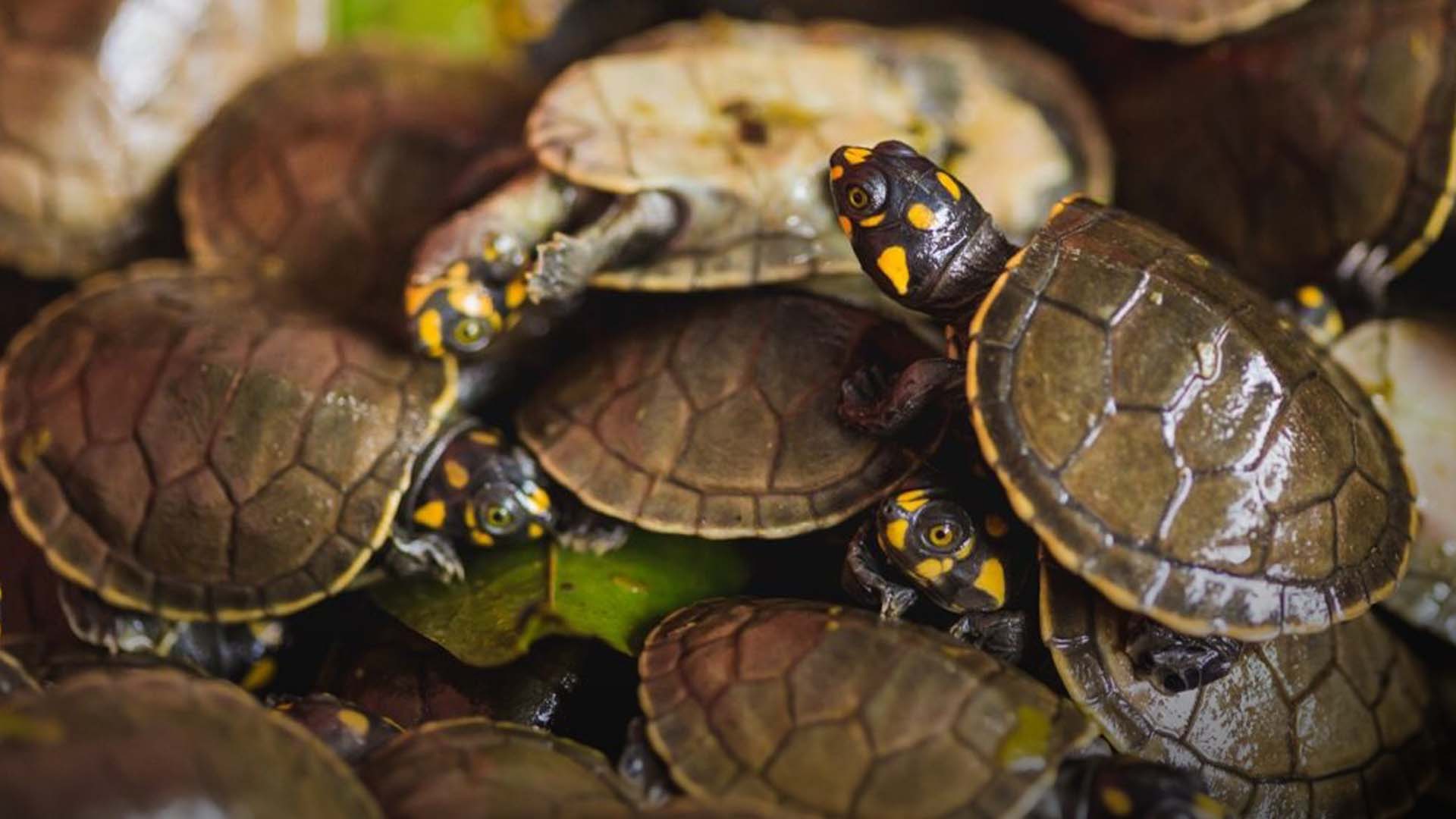 Taricayas en el Río Amazonas