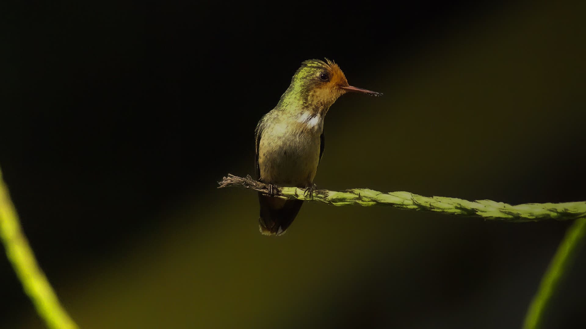 Coqueta crestirrufa, Parque Nacional del Manu