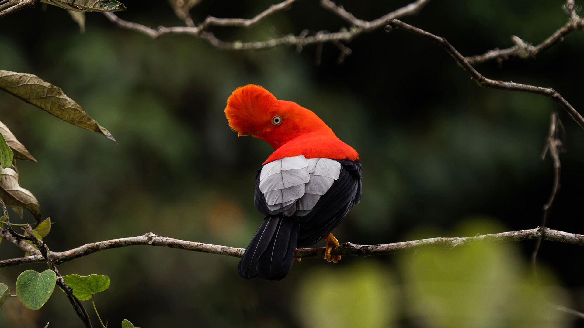 Perú es nombrado en China como mejor destino del mundo para observación de aves