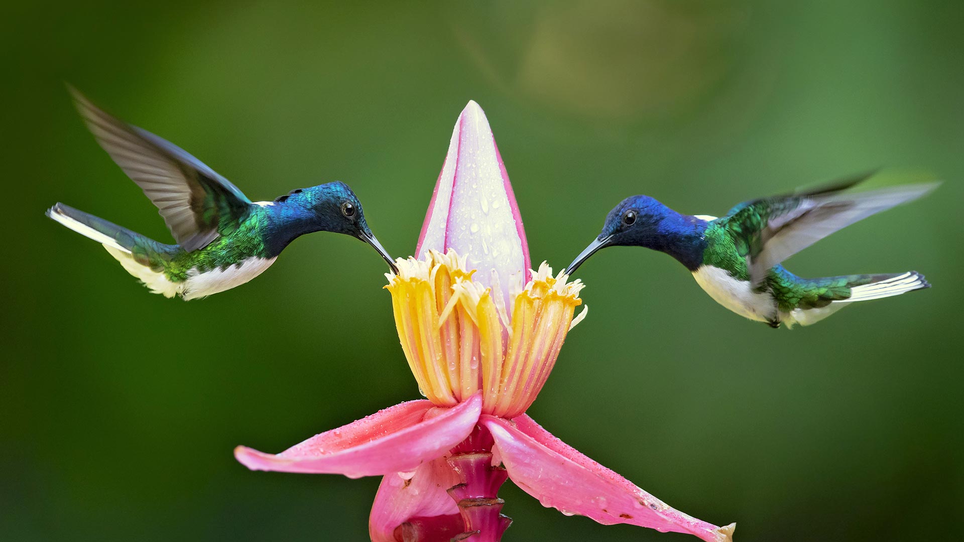 Colibri à nuque blanche