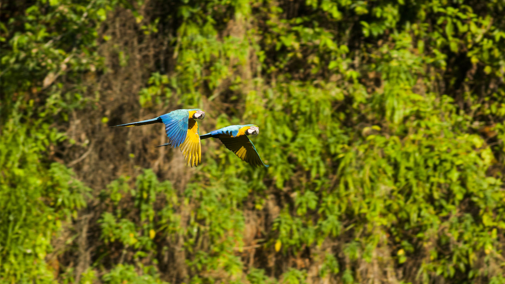 Peru, as the best birding place in the world to be evaluated in China