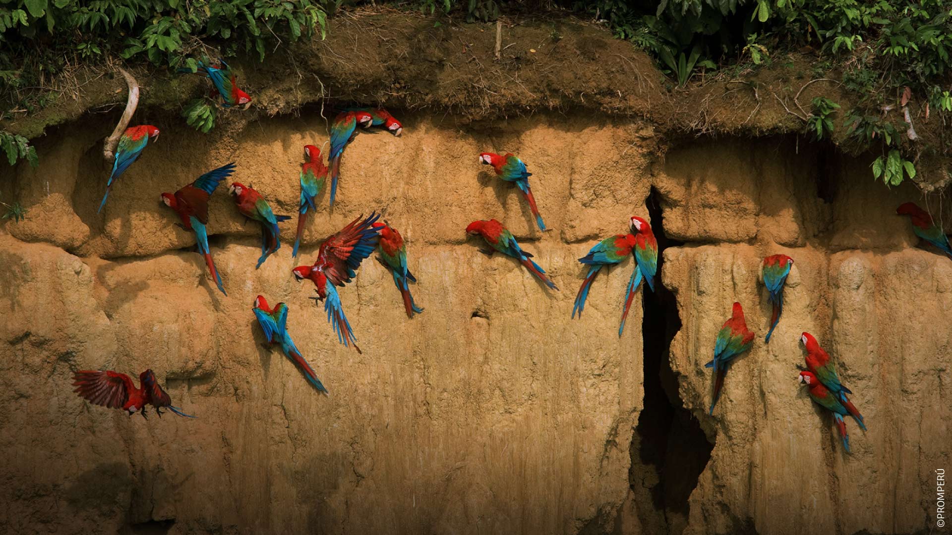 Bando de araras coloridas em Madre de Dios.