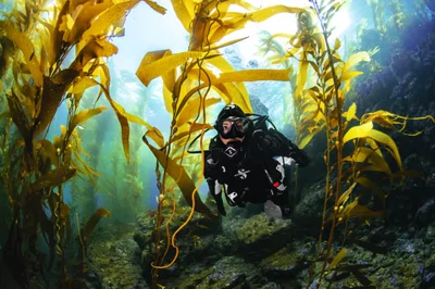 Pacific Divers