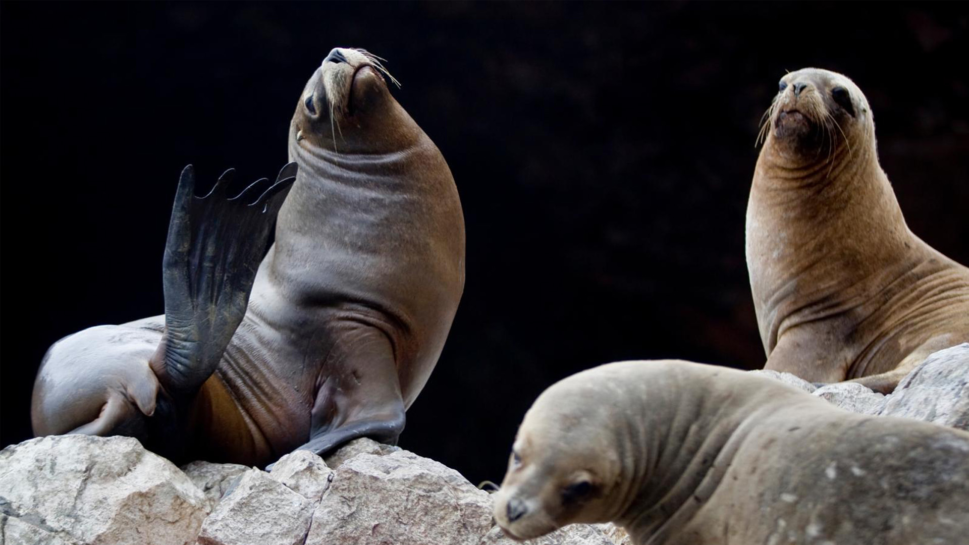 Lobos de Mar, Reserva Nacional de Paracas